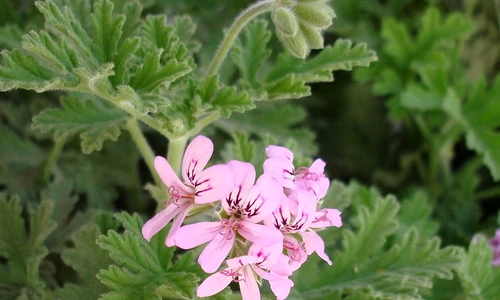 1 67189 original jpg jpeg