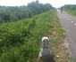 Pista de biciclete de pe digul Begăi FOTO Ştefan Both