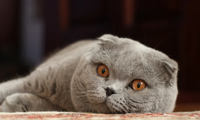 Rasa Scottish Fold suferă de o boală genetică. FOTO: Wikipedia