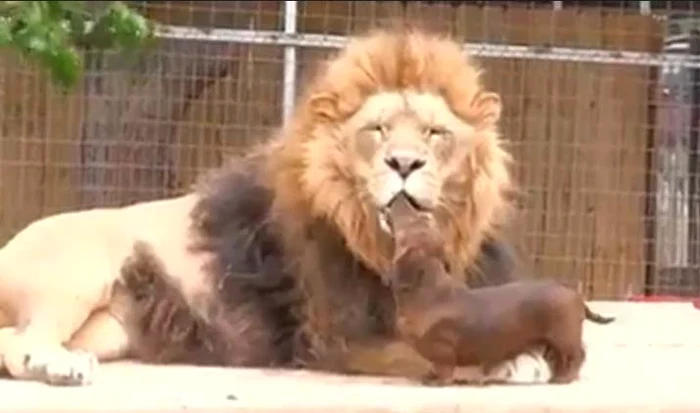 
    Cei doi sunt prieteni adevărați  