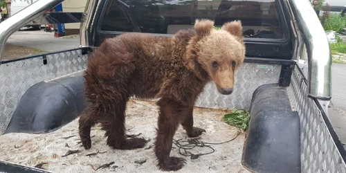Ursuleţul a fost găsit într-un tunel din Valea Jiului