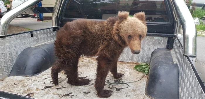 Ursuleţul a fost găsit într-un tunel din Valea Jiului. FOTOAsociaţia Milioane de Prieteni