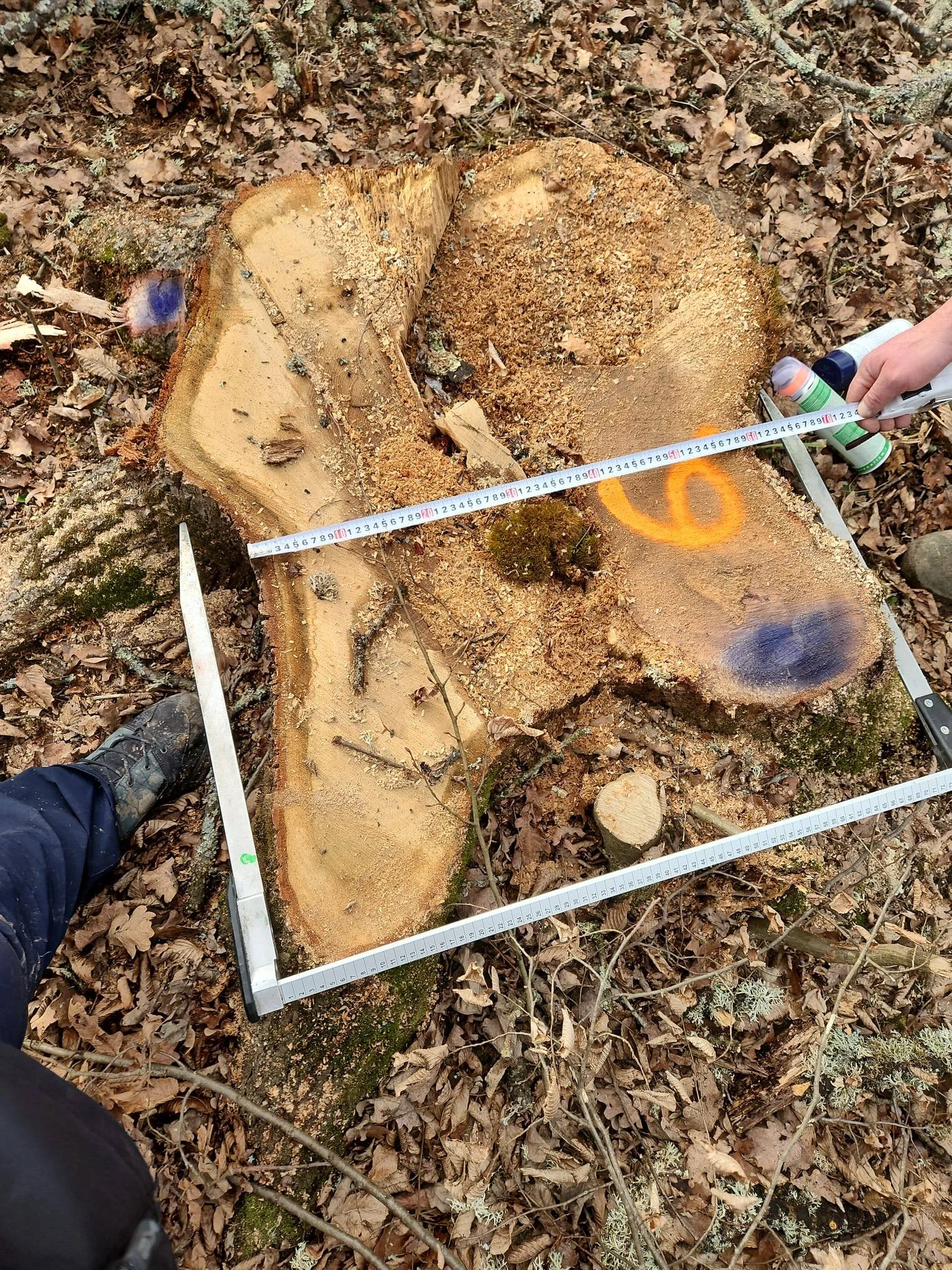 Mai mulți arbori, tăiați ilegal într-o arie protejată din județul Brașov. Ce măsuri s-au luat