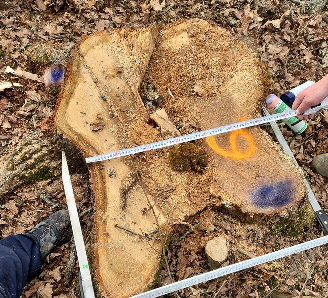 Mai mulți arbori, tăiați ilegal într-o arie protejată din județul Brașov. Ce măsuri s-au luat