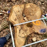 arbori protejati jpg