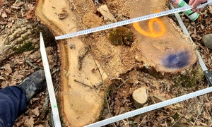 arbori protejati jpg