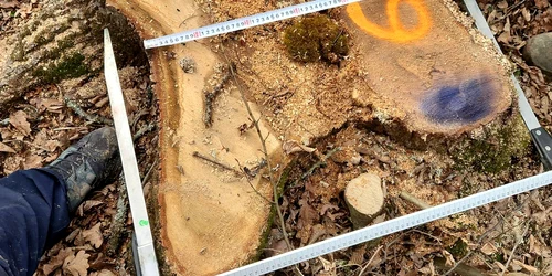 arbori protejati jpg