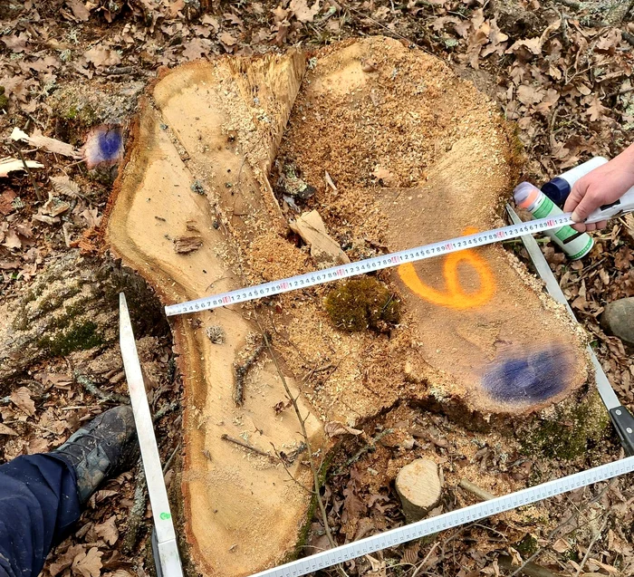 Arbore tăiat într-o arie protejată FOTO: Facebook/Diana Buzoianu