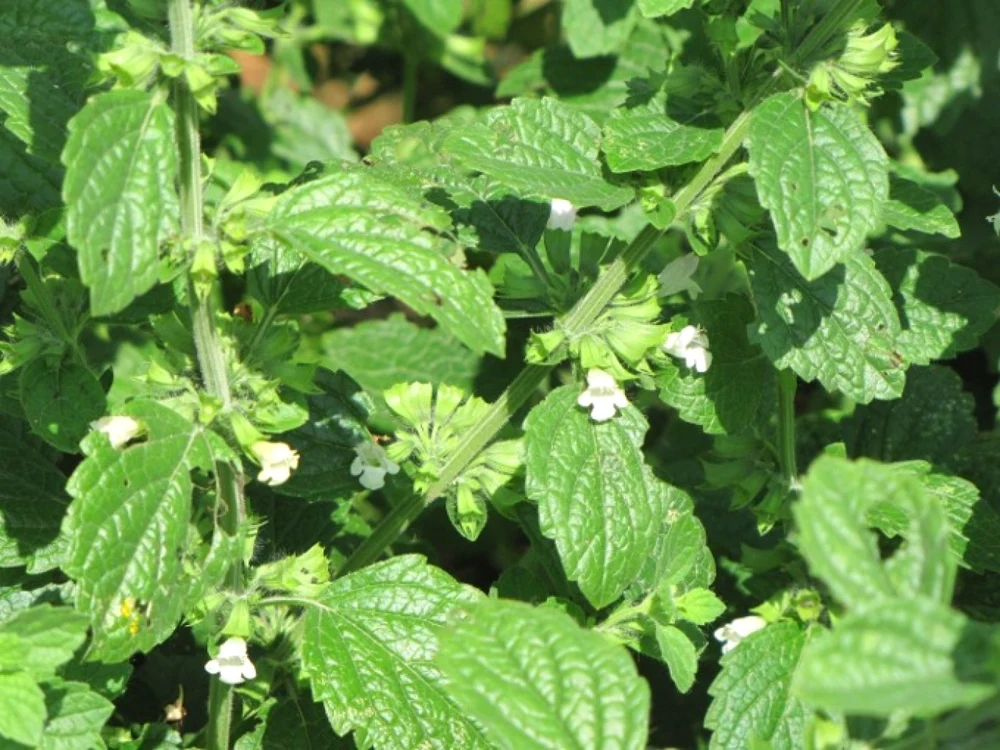 calarasi planta