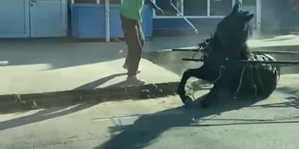cal bătut în dolj