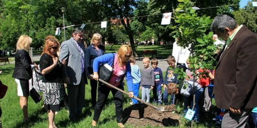 Plantare copacul medierii