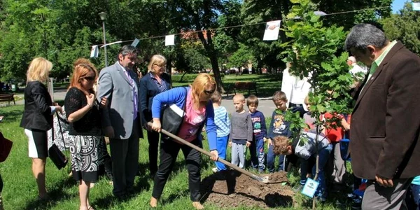 Plantare copacul medierii