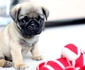 Mops jpeg
