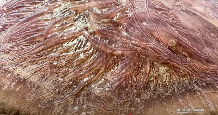  „Pink meanie”. FOTO captură YouTube Harte Research Institute