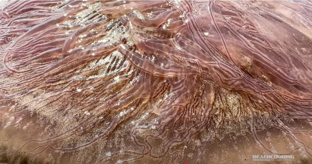 Monștri marini gigantici, cu tentacule de 21 de metri, aduși de valuri pe mai multe plaje din SUA. Ce este „Pink meanie”