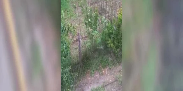 Grindină cât oul de găină, în Dâmboviţa