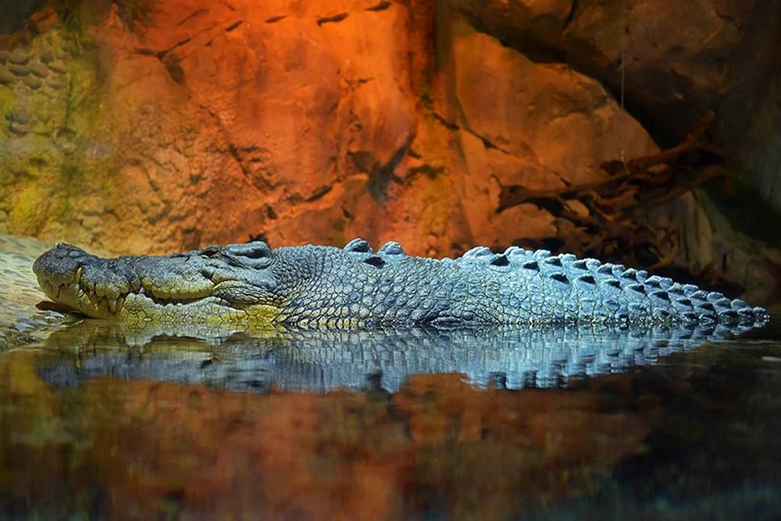 1 1446 king croc jpg jpeg