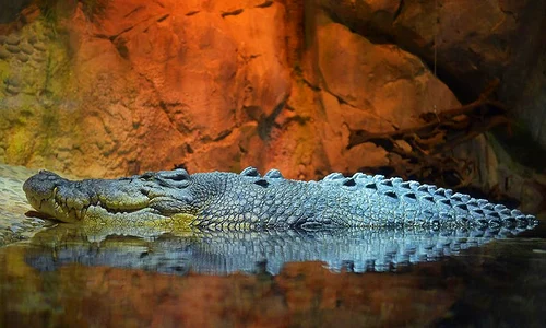 1 1446 king croc jpg jpeg