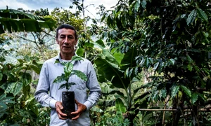 Cafeaua, între pădurile tropicale şi imaginaţia timpului jpeg