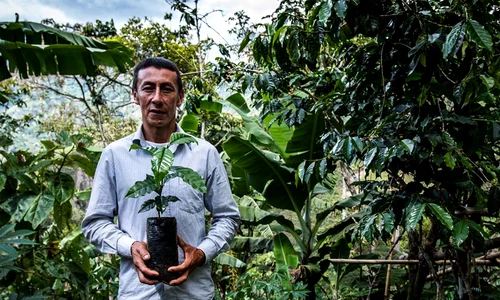 Cafeaua, între pădurile tropicale şi imaginaţia timpului jpeg