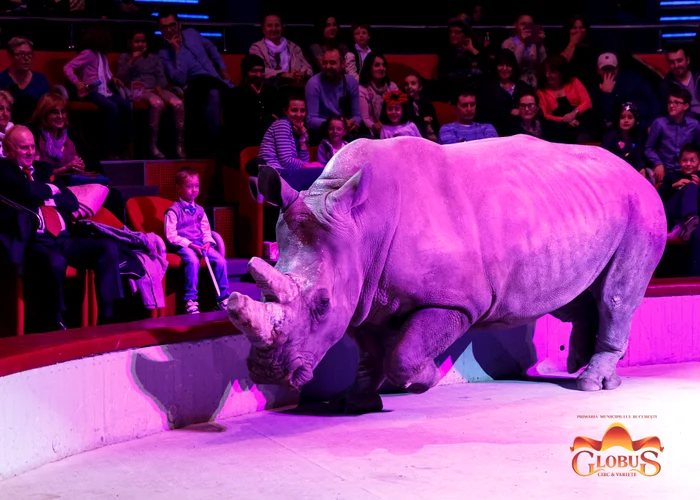 Vineri, sâmbătă şi duminică eşti aşteptat la Circul Globus