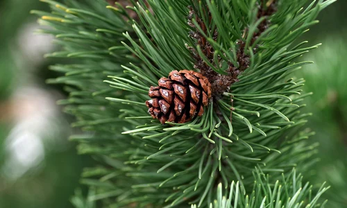 pine 2988599 1920 jpeg