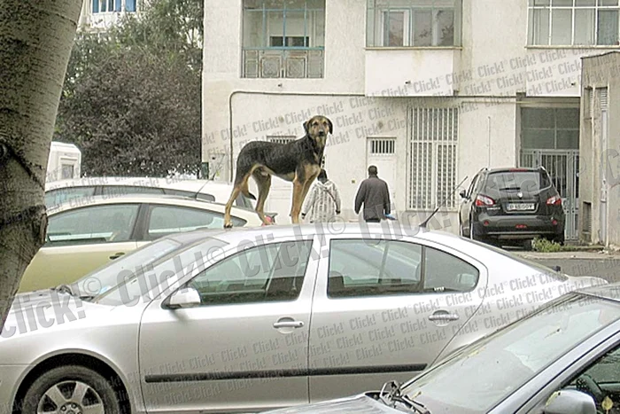 Cei doi câini s-au suit pe un Cielo, pe  care l-au făcut praf, şi au sărit să o atace  pe femeia care a trecut prin faţa lor (Fotografii: Florin Şuler/arhivă personală)