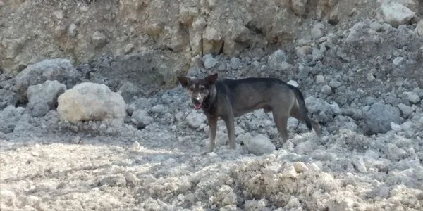Un câine a salvat viaţa unui bebeluş abandonat cerând ajutorul unui motociclist FOTO Poliţia din Sibonga via Cebodailynews