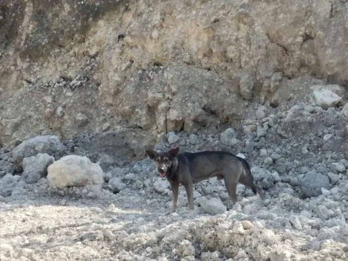 Un câine a salvat viaţa unui bebeluş abandonat cerând ajutorul unui motociclist FOTO Poliţia din Sibonga via Cebodailynews