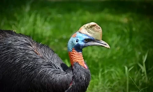 Cazuarul  jpeg