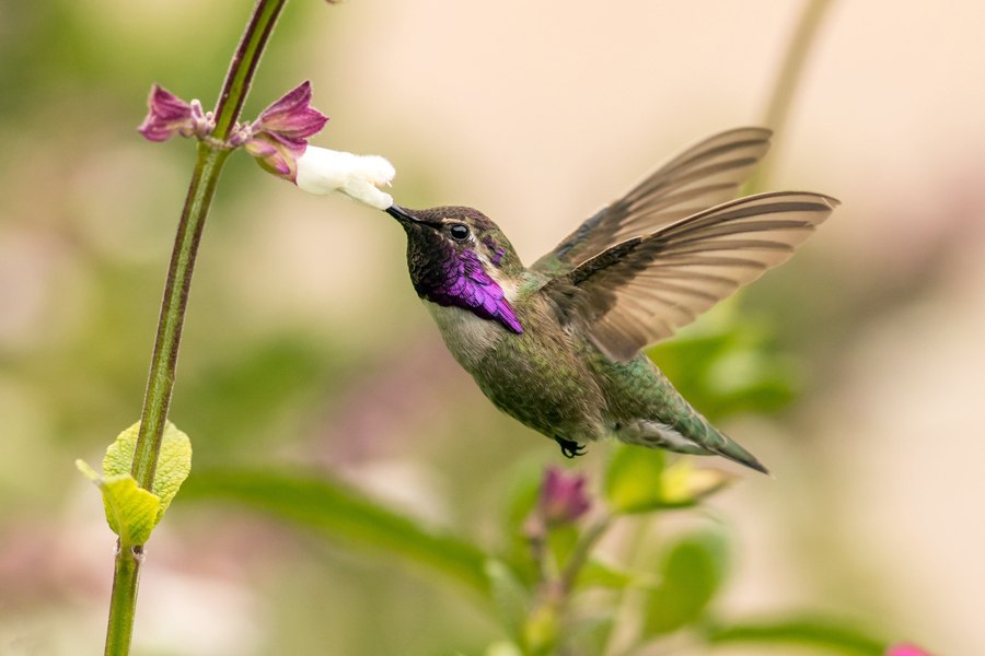 Studiu cu rezultate surprinzătoare: Oamenii de știință au descoperit că păsărilor colibri le place alcoolul