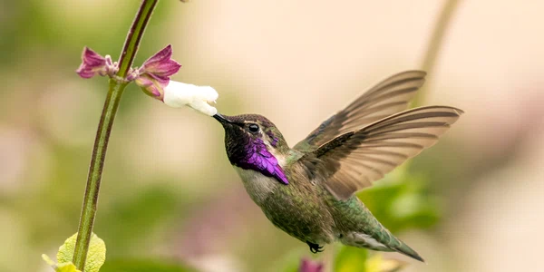 pasare colibri shutterstock 2198162393 jpg