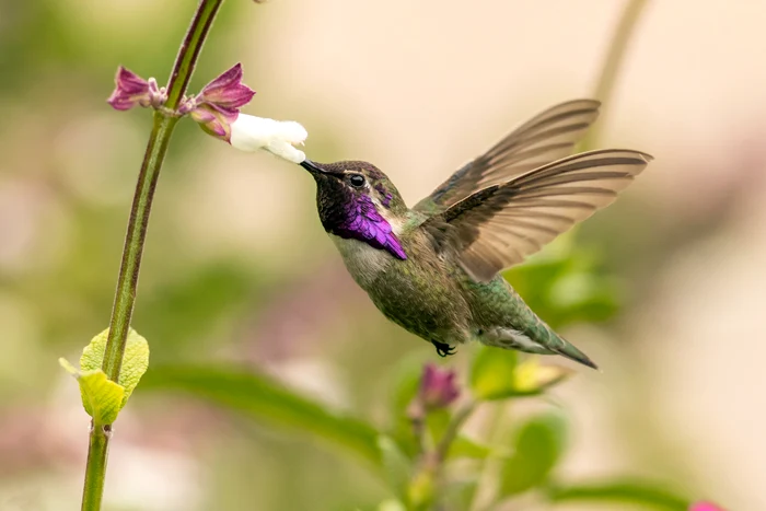 Pasăre colibri Foto Shutterstock