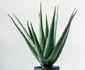 5 aloe vera jpg jpeg