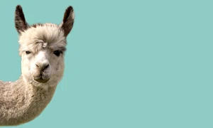 1 alpaca 1819108892 jpg jpeg