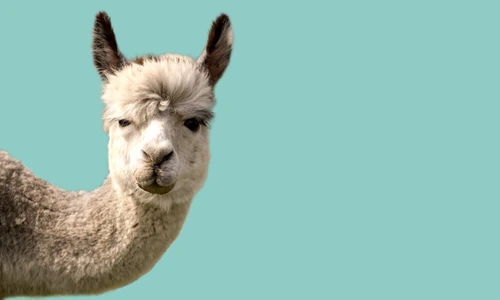 1 alpaca 1819108892 jpg jpeg