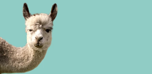 1 alpaca 1819108892 jpg jpeg