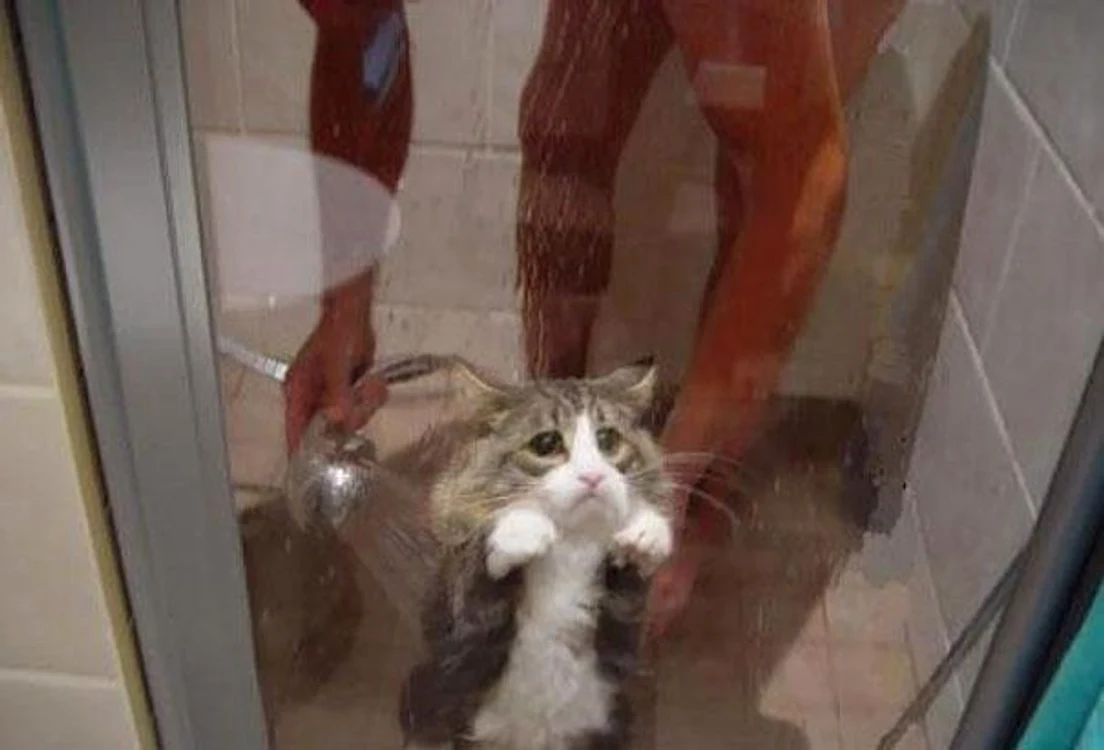 Oameni şi animale în cele mai bizare momente.