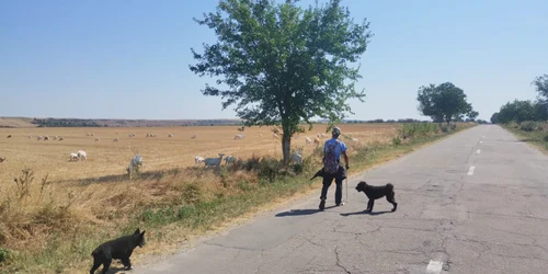 turma de capre in sudul judetului dolj, 10 august 2025 foto sorin agapie (1) jpeg