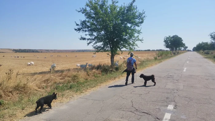 Ciobanii își scot animalele mai mult la plimbare, pășunile fiind pârjolite de secetă FOTO: DAJ Dolj
