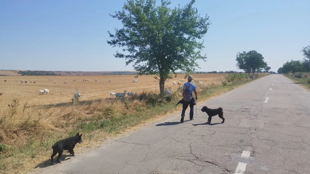 Siguranța veterinară, în pericol: medicii pleacă din județele cu puține animale din cauza întârzierilor la plată