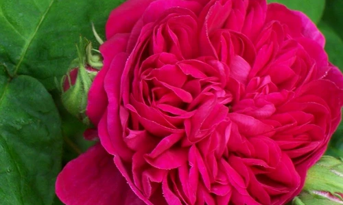 1 68973 original jpg jpeg