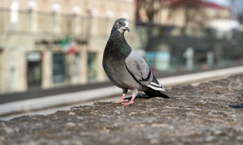 1 shutterstock 1710151531 jpg jpeg