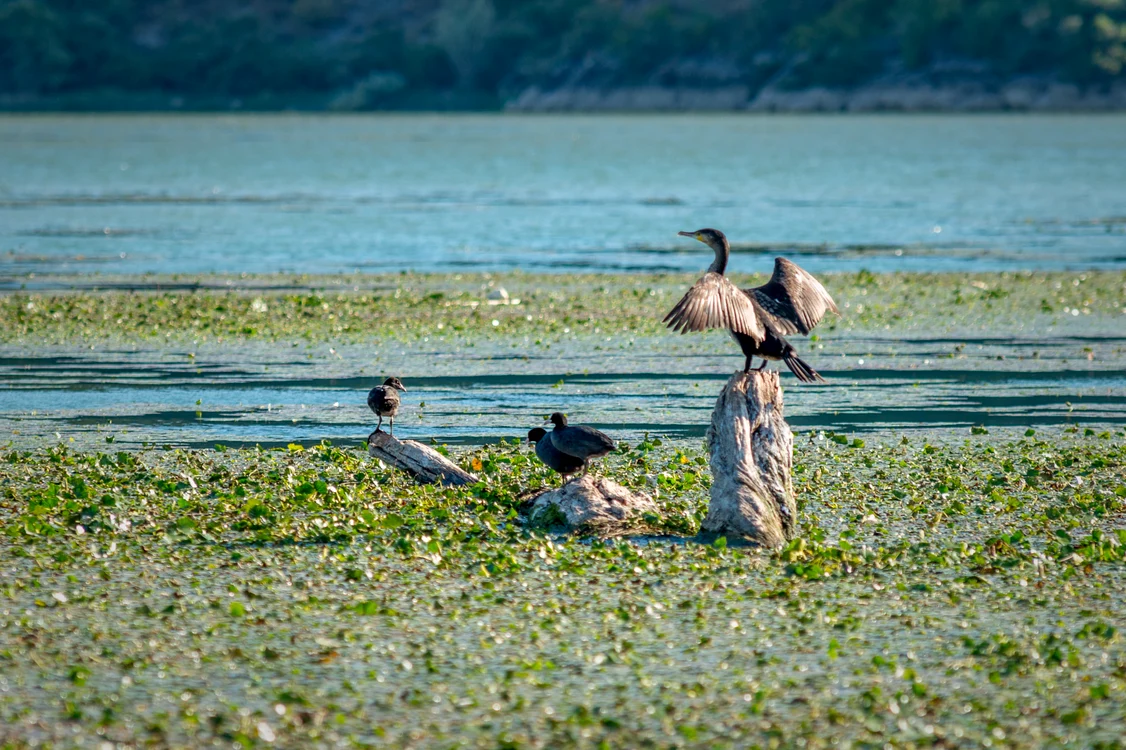 Delta Bojana, un ecosistem de vis. FOTO: Shutterstock