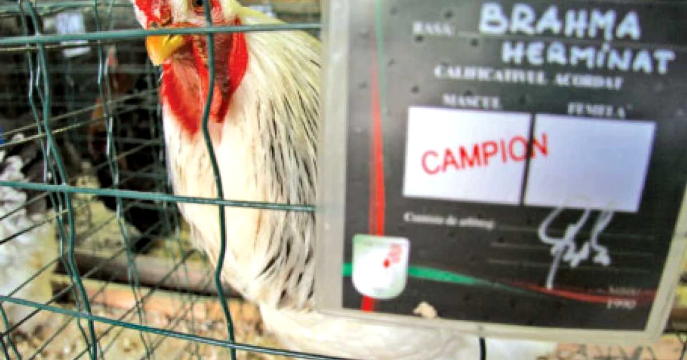 Cocoşi campioni la lupte la Sibiu. 