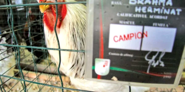 Cocoşi campioni la lupte la Sibiu. 