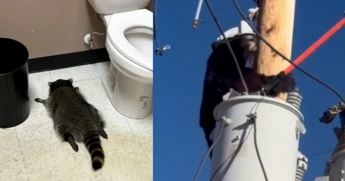 Ursul pe stâlp și ratonul beat / foto: colaj Click!