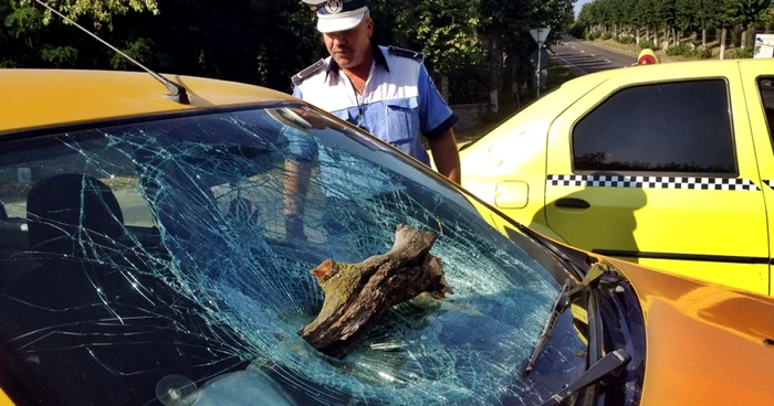 O cracă uscată a căzut peste autoturismul TAXI aflat în mers. FOTO: Dinu ZARĂ