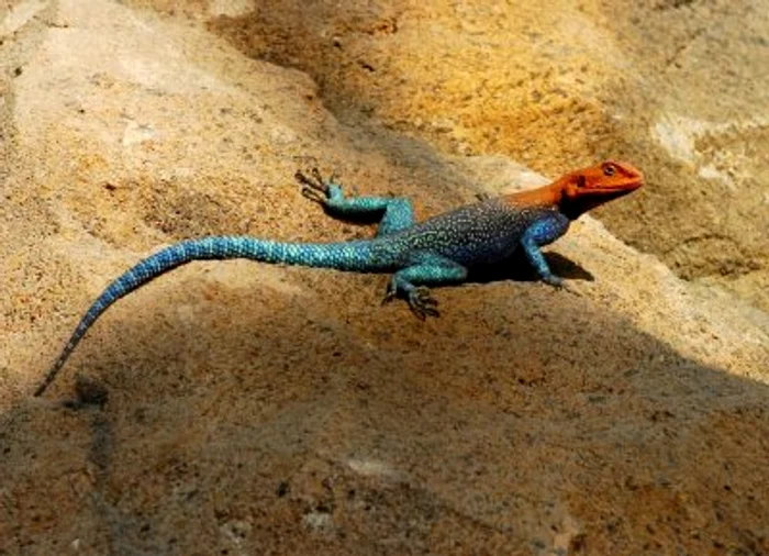 Şopârlele conduc în top cele mai mici animale de companie