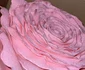 IMG 4192 jpg